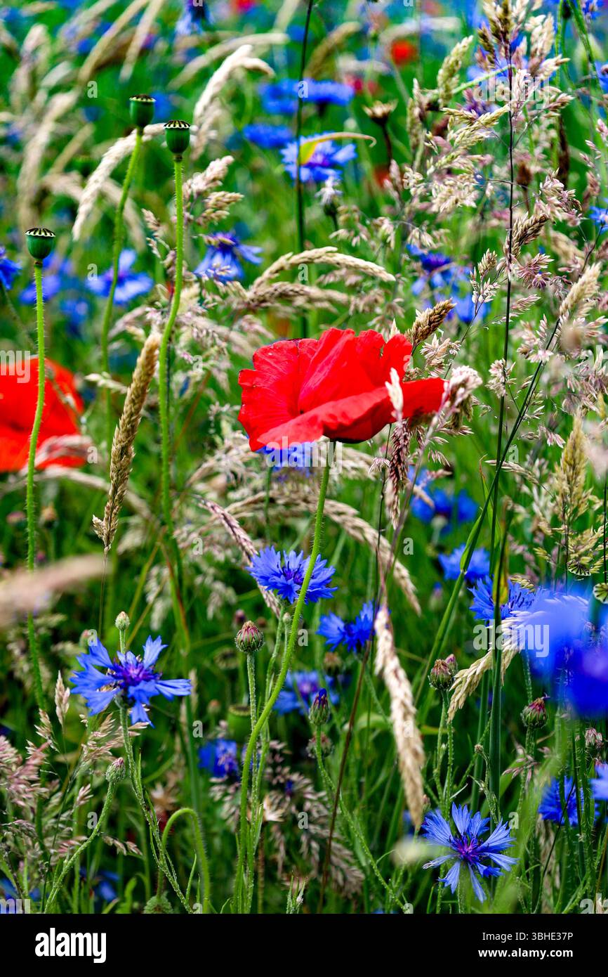 Meadow poppies under blue hi-res stock photography and images - Alamy