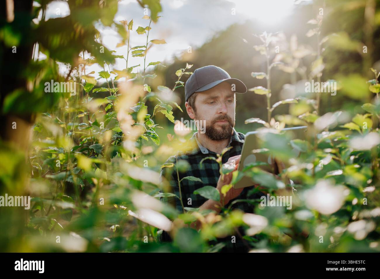 Monitoring orchard health with smart farming technology Stock Photo - Alamy