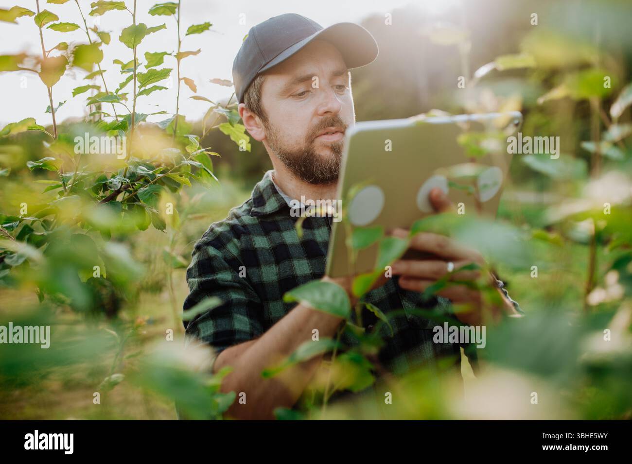 Monitoring orchard health with smart farming technology Stock Photo - Alamy