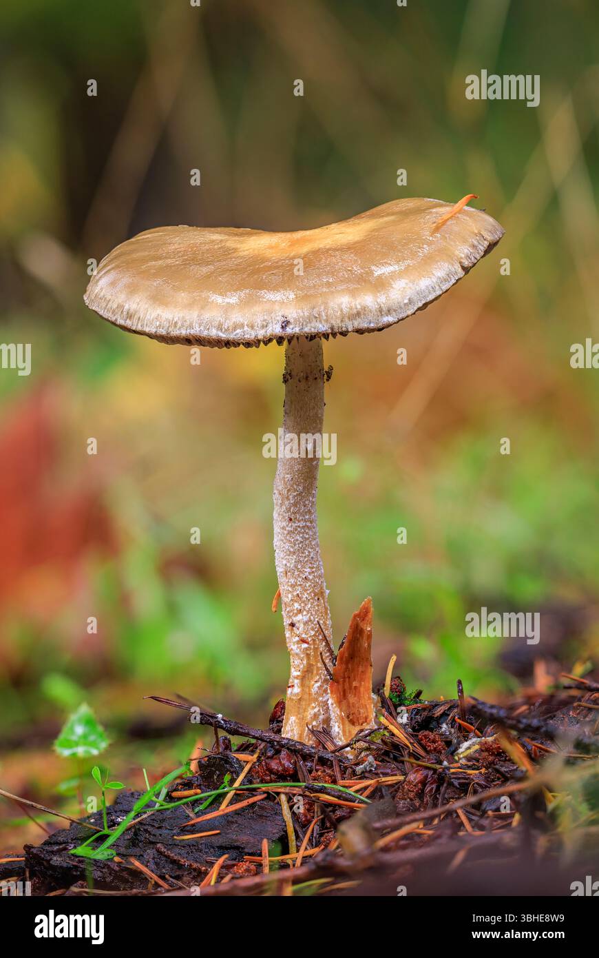 Mushroom emerging from forest hi-res stock photography and images - Alamy