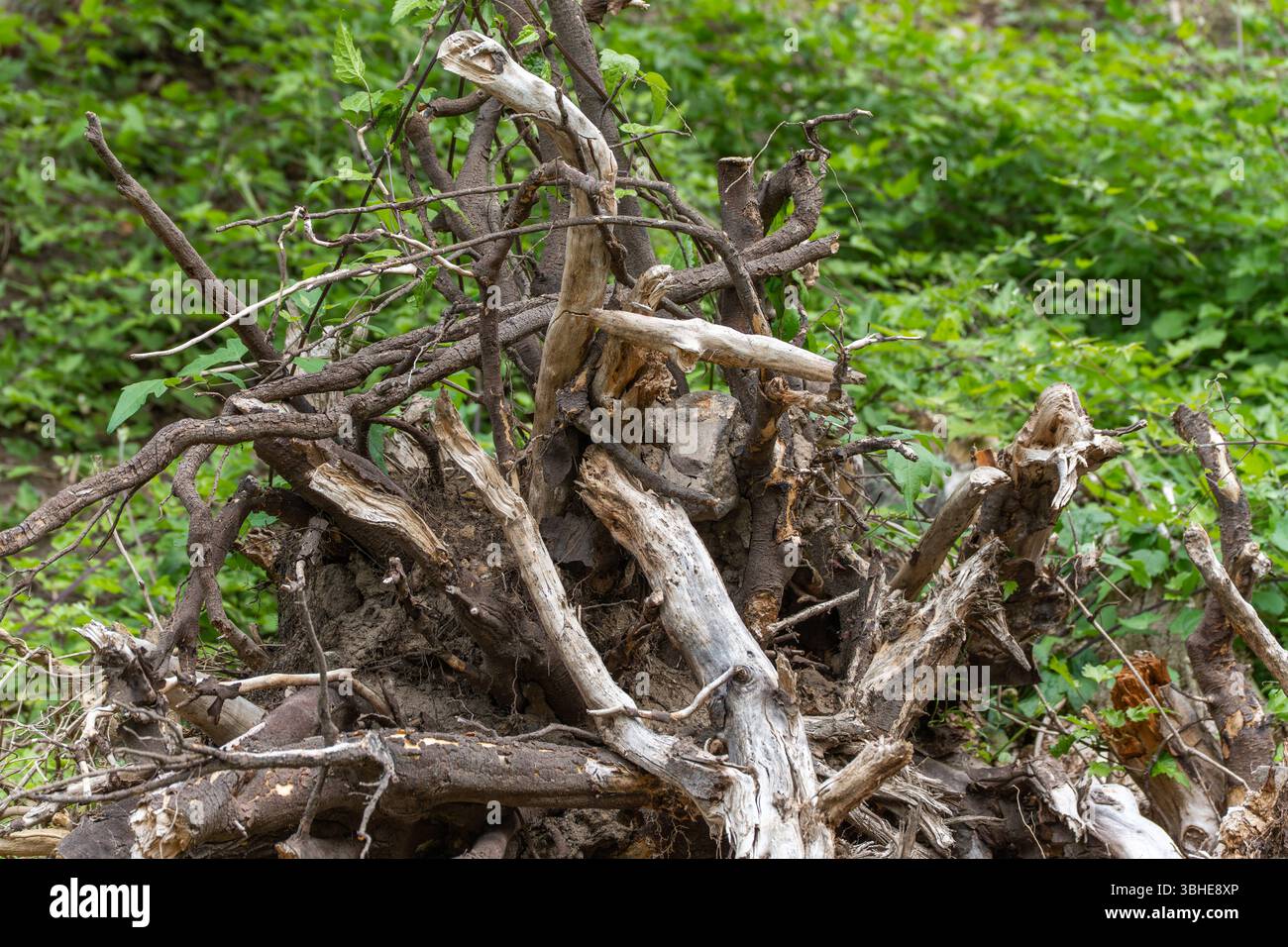 Complex root network of dead wood in the forest. The structure shows ...