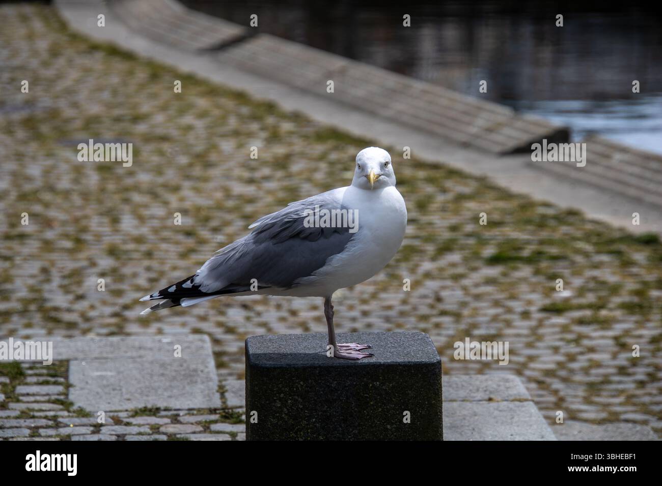 Große Möwe an der Uferpromenade: Silbermöwe/Küstenvogel steht einbeinig auf Poller neben Kopfsteinpflaster und Wasser Stock Photo