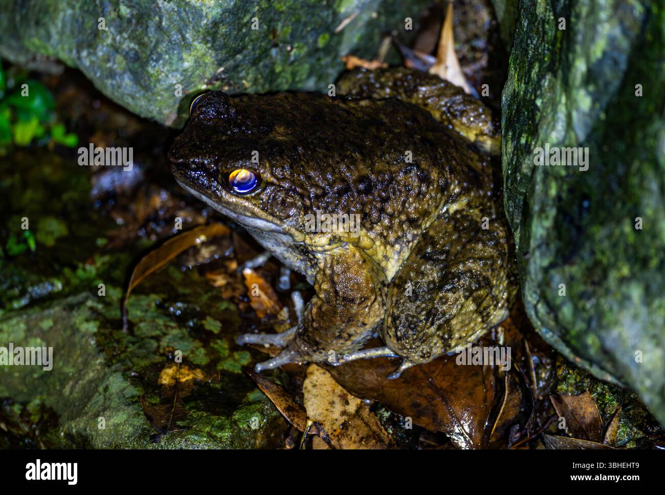 Otton frog hi-res stock photography and images - Alamy