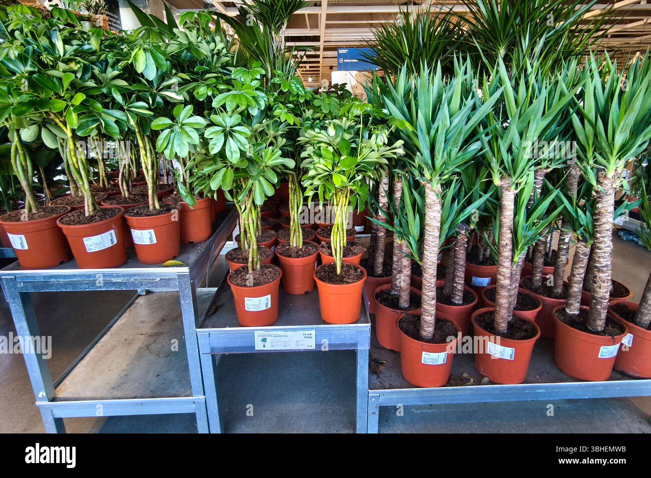 stecklinge zimmerpflanzen Zimmerpflanzen Stecklingsbox kaufen