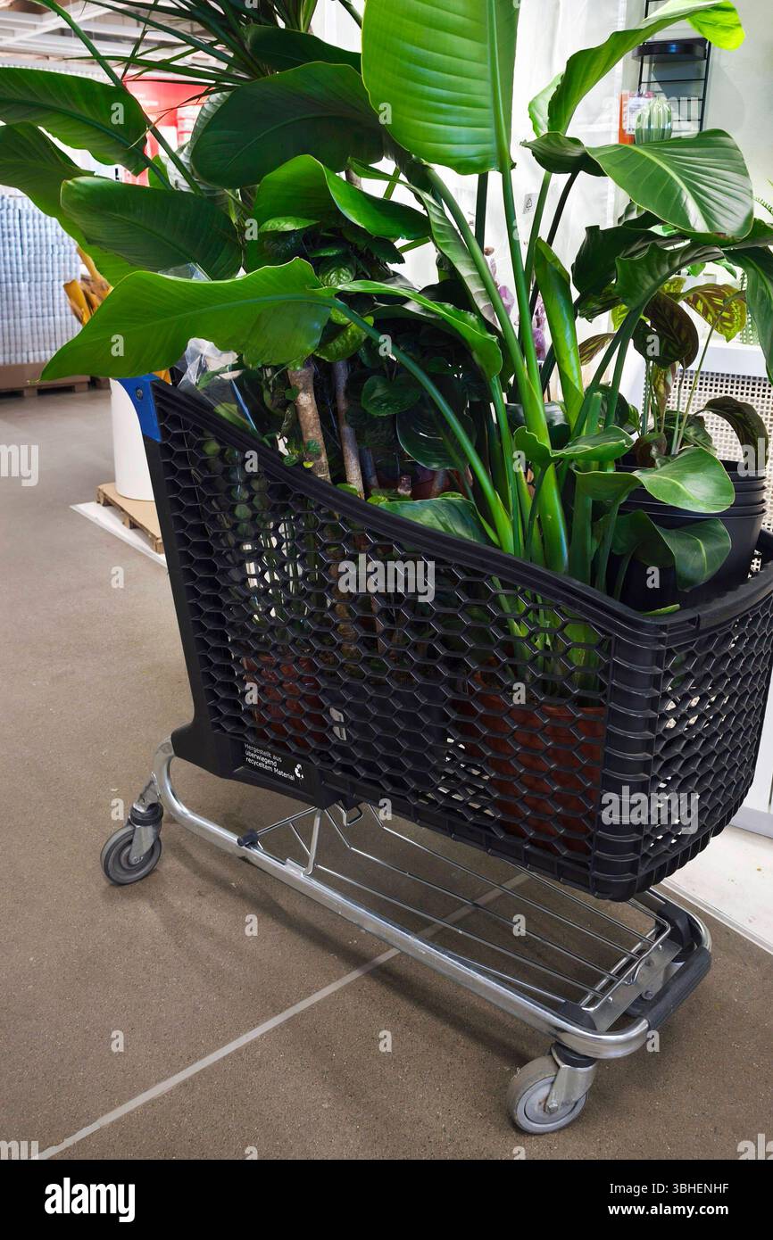 Zimmerpflanzen, Yucca Palme in einem Topf, Indoor plants, Yucca palm tree  in a pot, Agave, Agaves, Indoor, Plant, Plants, Leaf, Leaves, Flower Pot,  Pa Stock Photo - Alamy