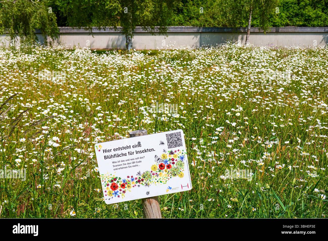 Angelegte Insektenfläche - hier gesehen am 09.06.2025 Am Gutspark in ...