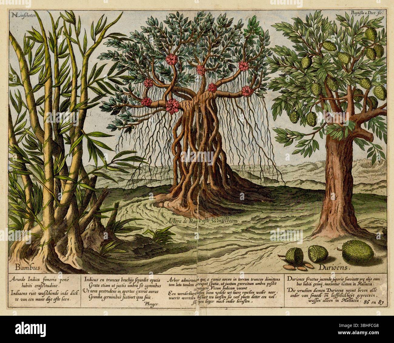 Botanical engraving of Bamboo, Mangroves and a Duran Tree