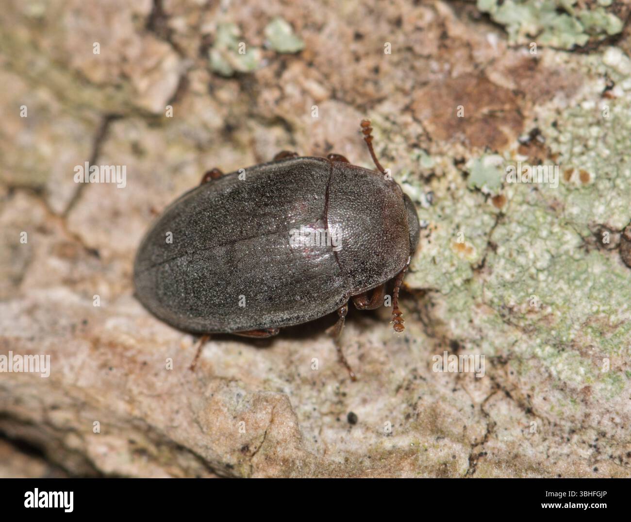 Opossum beetle hi-res stock photography and images - Alamy