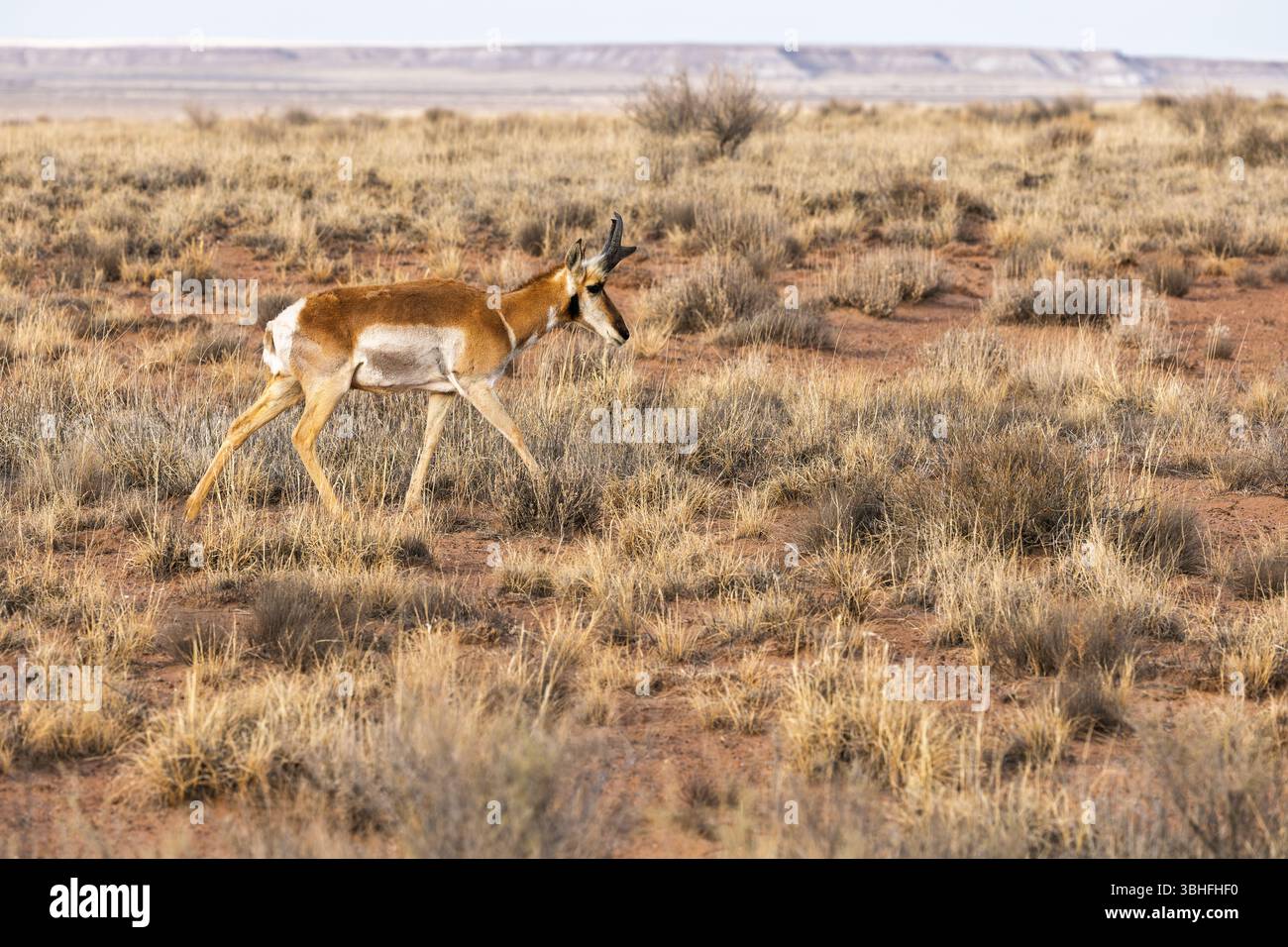 Pronged horns hi-res stock photography and images - Alamy, image size:1300x956
