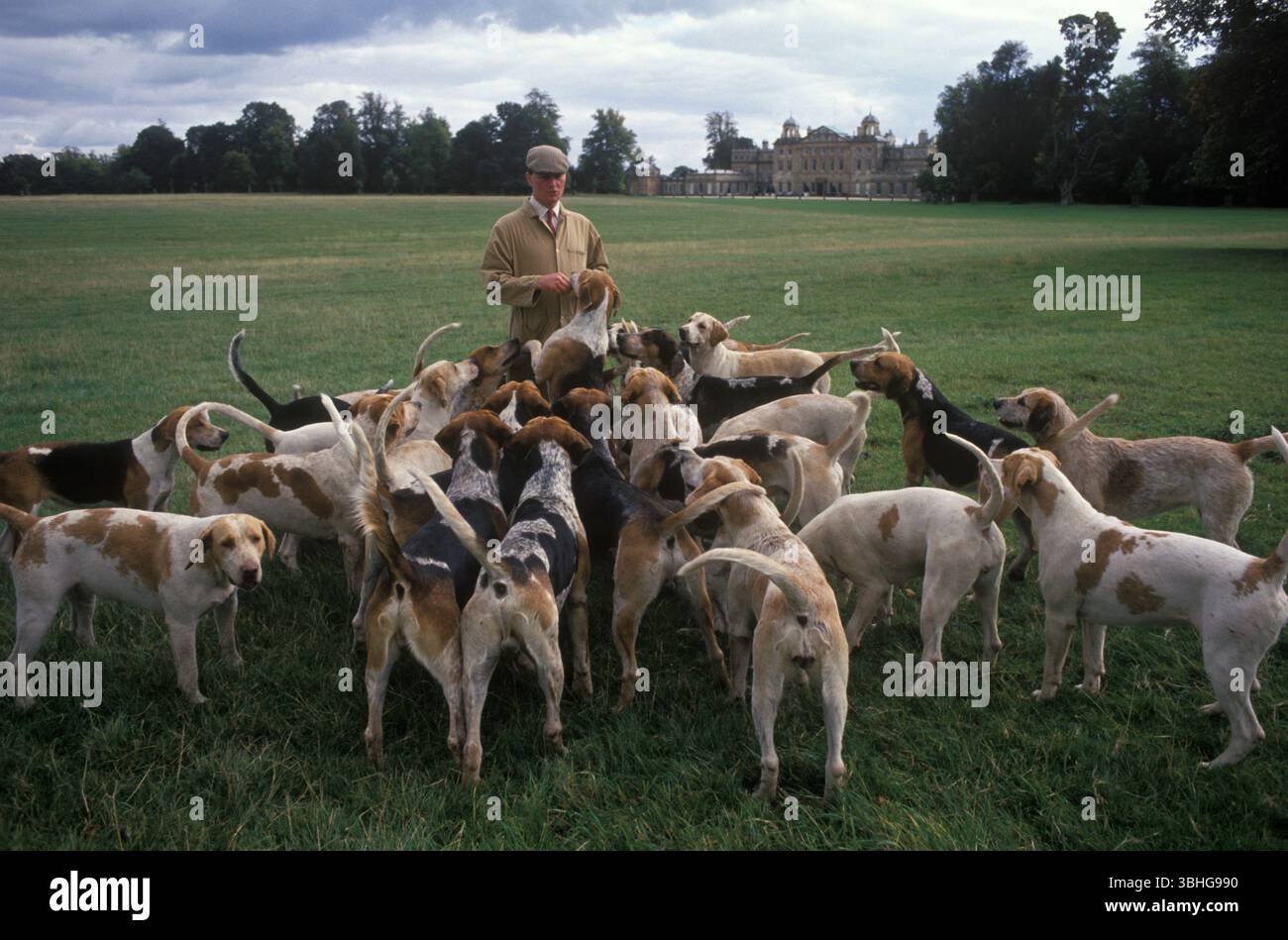 English Foxhound pack. Duke of Beaufort Hunt, Badminton House estate ...