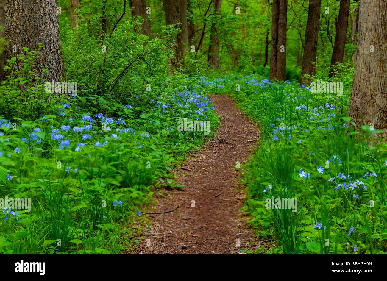 Peaceful nature trail winding through lush green forest with blooming blue flowers along the path, creating a serene and colorful woodland scene. Stock Photo