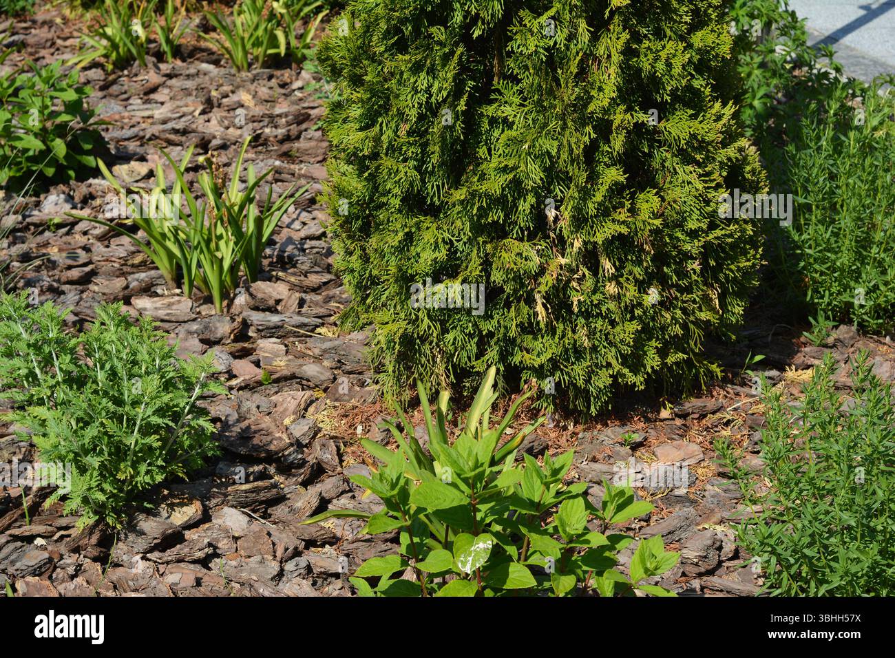 Flower bed mulched with pine bark. Pine bark mulch is known for its durability and longevity in the garden. Stock Photo