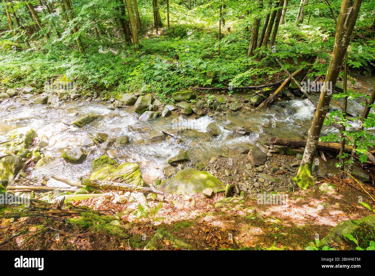 river in the forest. green environment. nature scenery with trees above water stream. sunny day in summer. tranquil wilderness Stock Photo