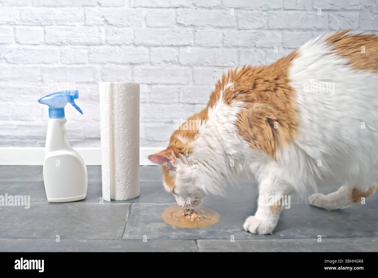 Tabby cat looking at vomit on the floor next to cleaning supplies. Horizontal image with selective focus. Stock Photo