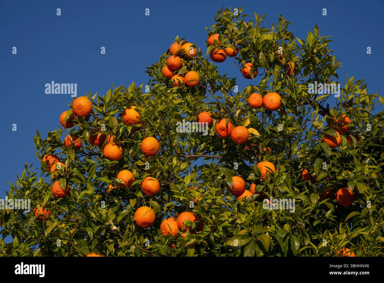 Seville oranges on tree Stock Photo