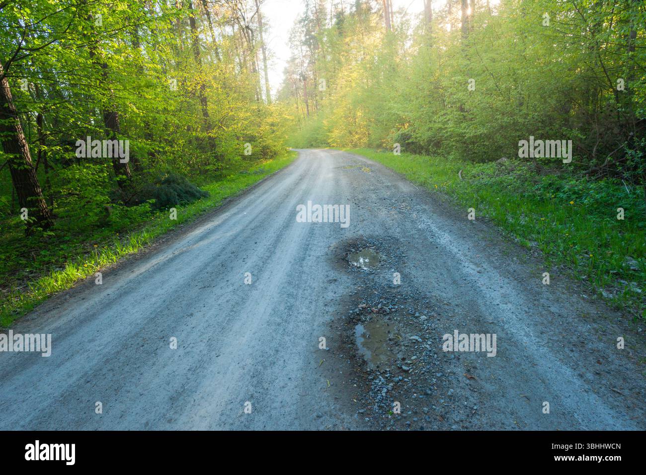 A wide gravel road through a green forest and sunshine Stock Photo