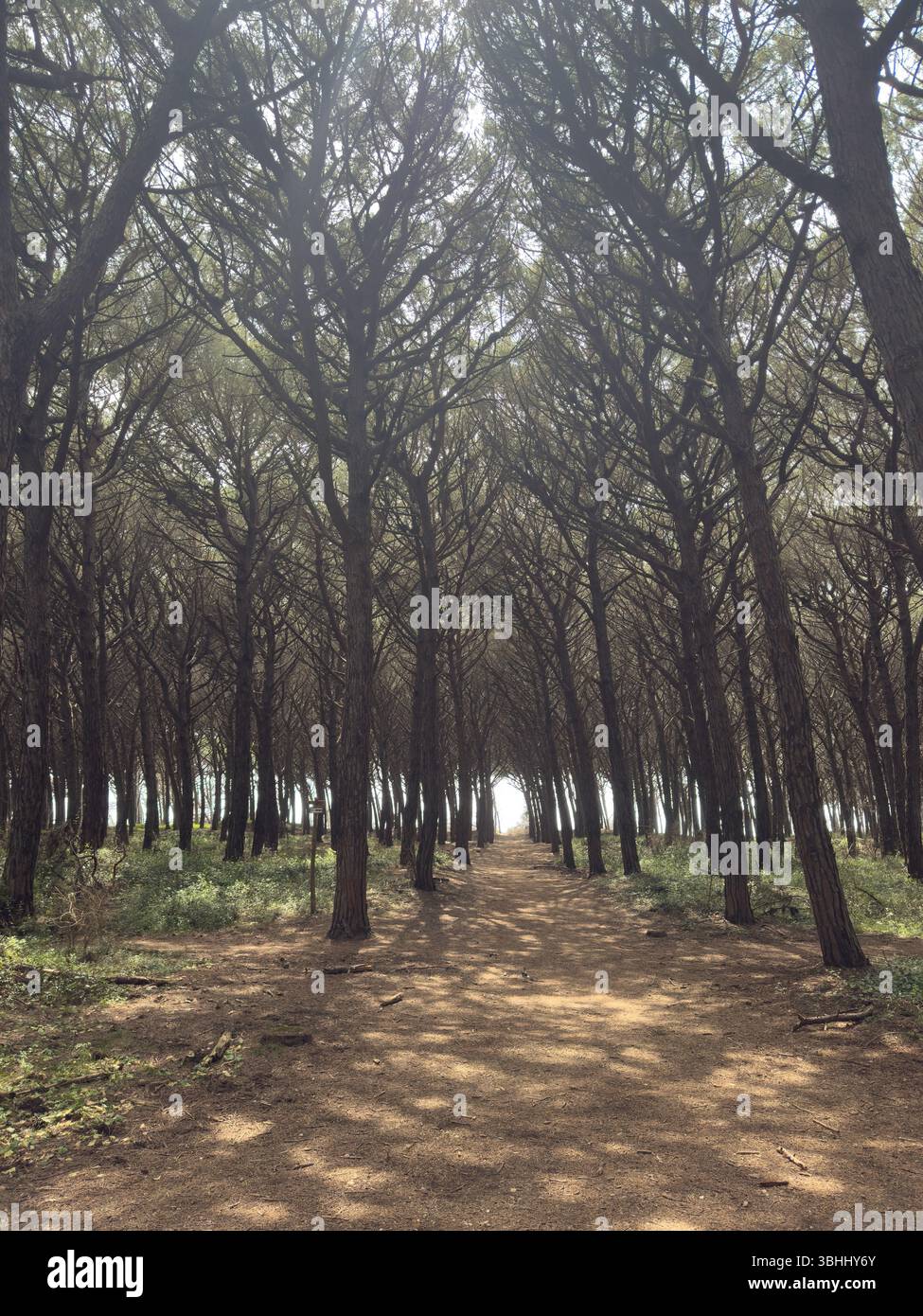 Path goes into forest of tall green trees with sun entering through their tops - Smartphone Captured Stock Image