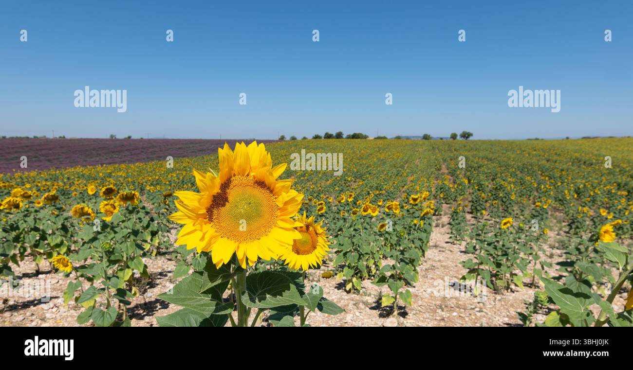 Sunflowers on the Field Facing the Sun. Provence, France Stock Photo ...