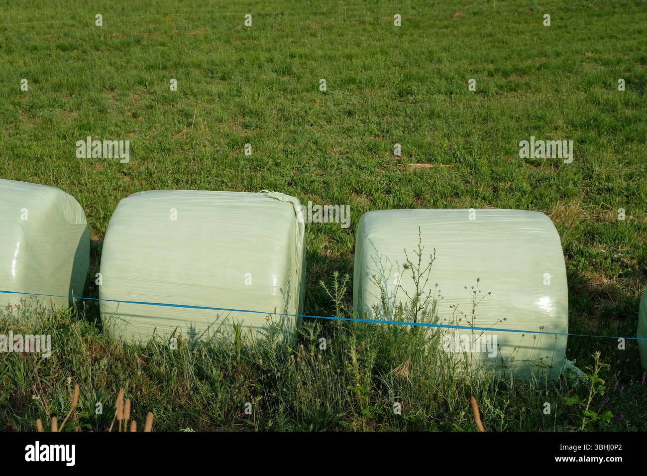 Large cylindrical hay bales lying in the field are wrapped in plastic ...