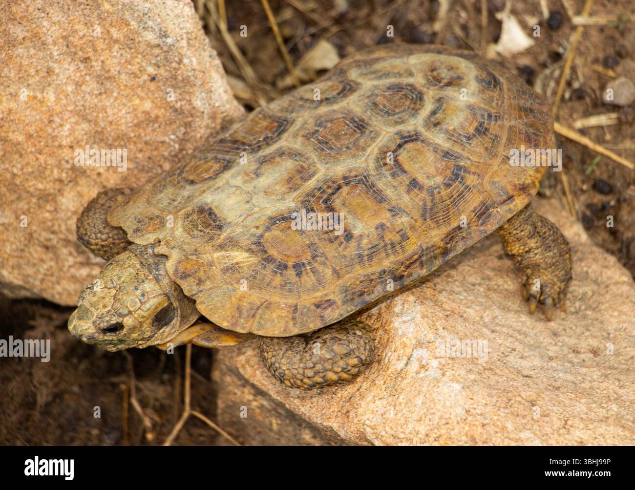 The Pancake Tortoise is endemic to the granite outcrops regions of East ...