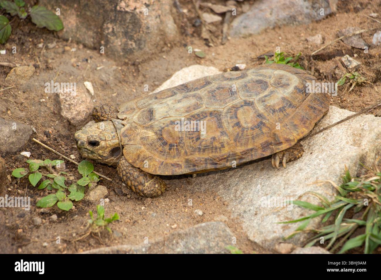 The Pancake Tortoise is endemic to the granite outcrops regions of East ...