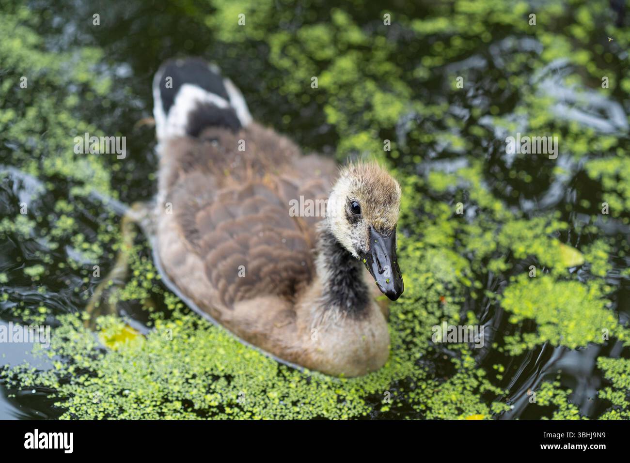 Top view of a Canada goose gosling in water looking skywards. Stock Photo