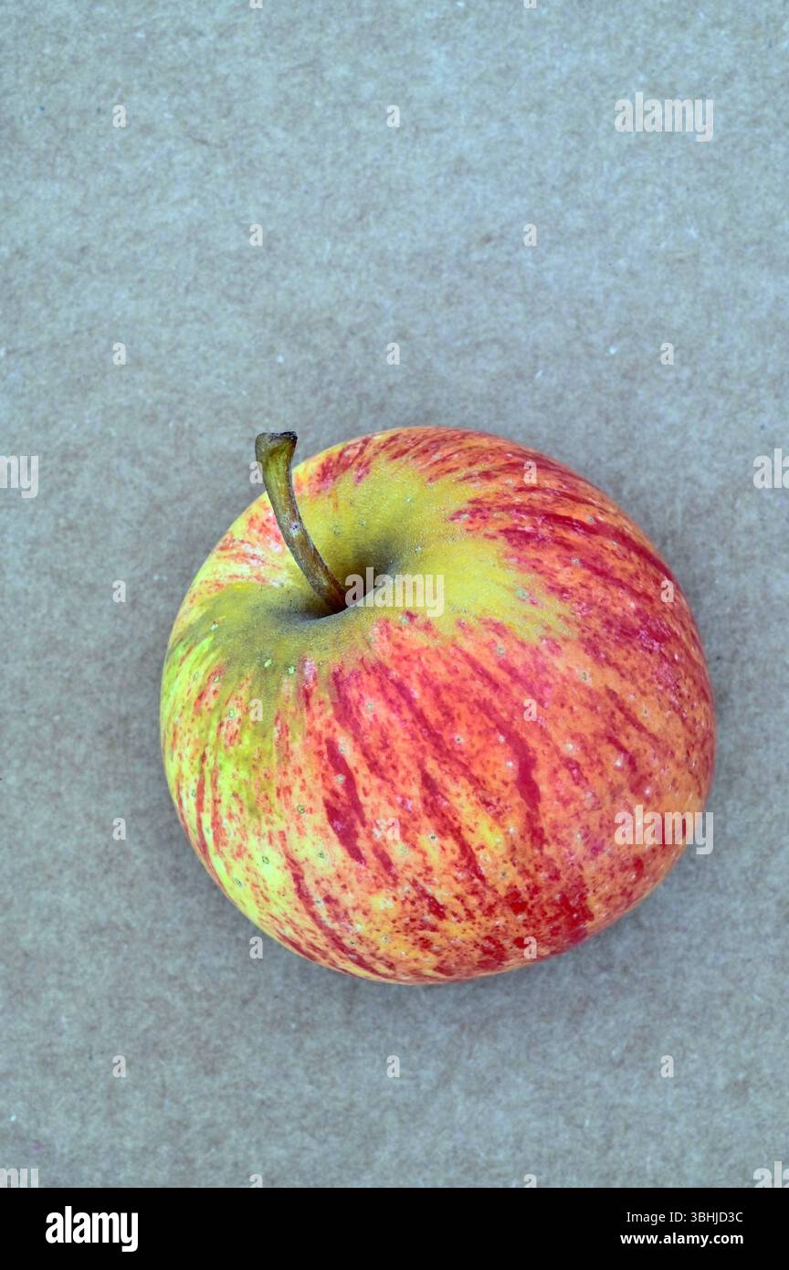 Single striped red and yellow apple on plain background Stock Photo