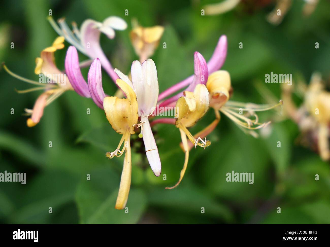 Natur 08.06.2025, Straussfurt, Blueten vom Geissblatt Lonicera heckrottii  *** Nature 08 06 2025, Straussfurt, flowers of honeysuckle Lonicera  heckrottii Stock Photo - Alamy