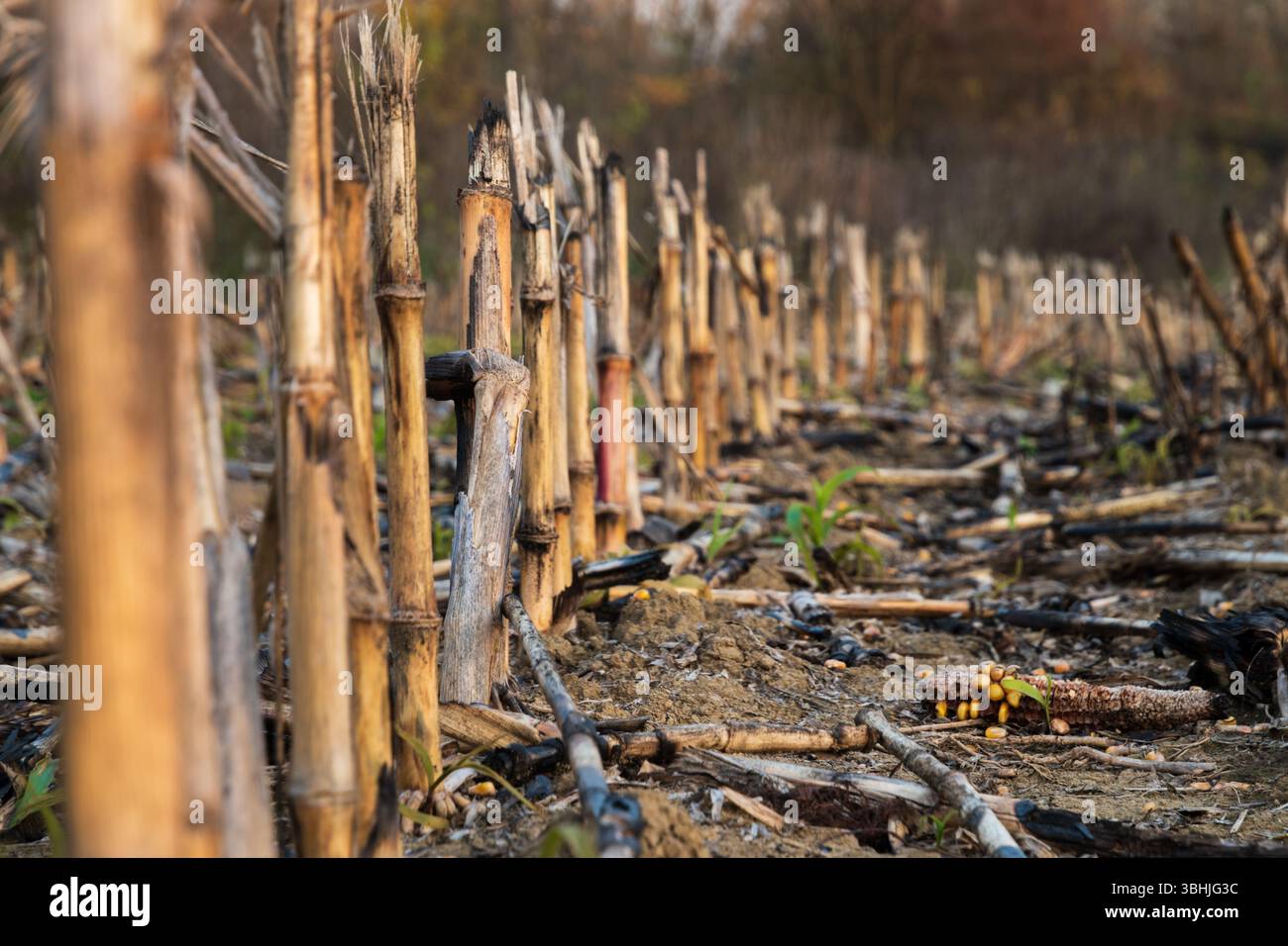 Row of corn stalks in field after fire, destroyed crops Stock Photo