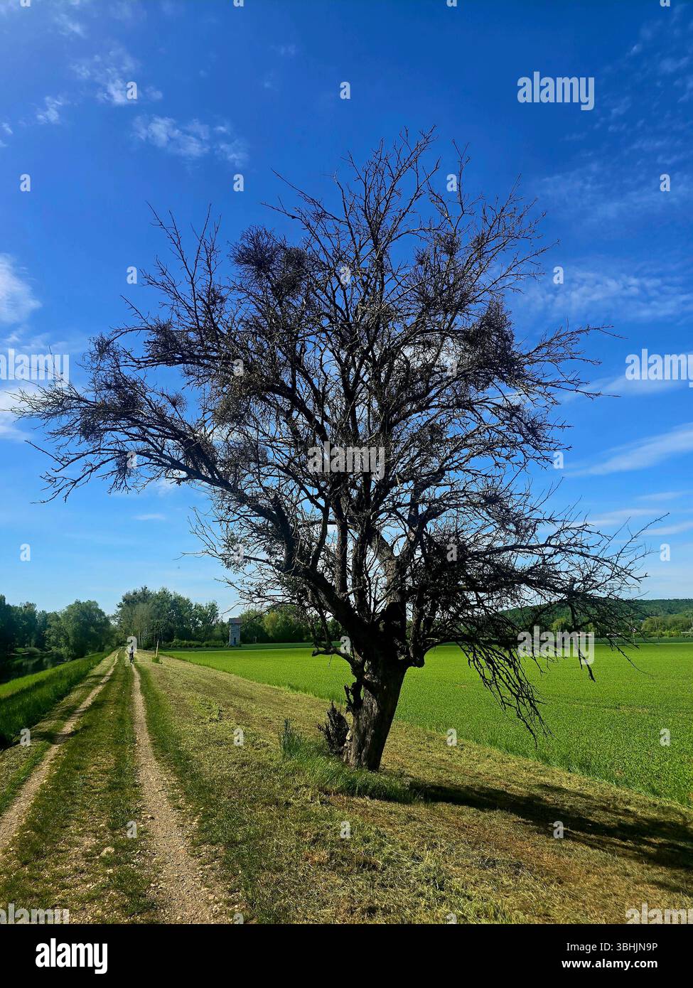 Isolated tree on a grassy hillside - peacful rural landscape in natural ...