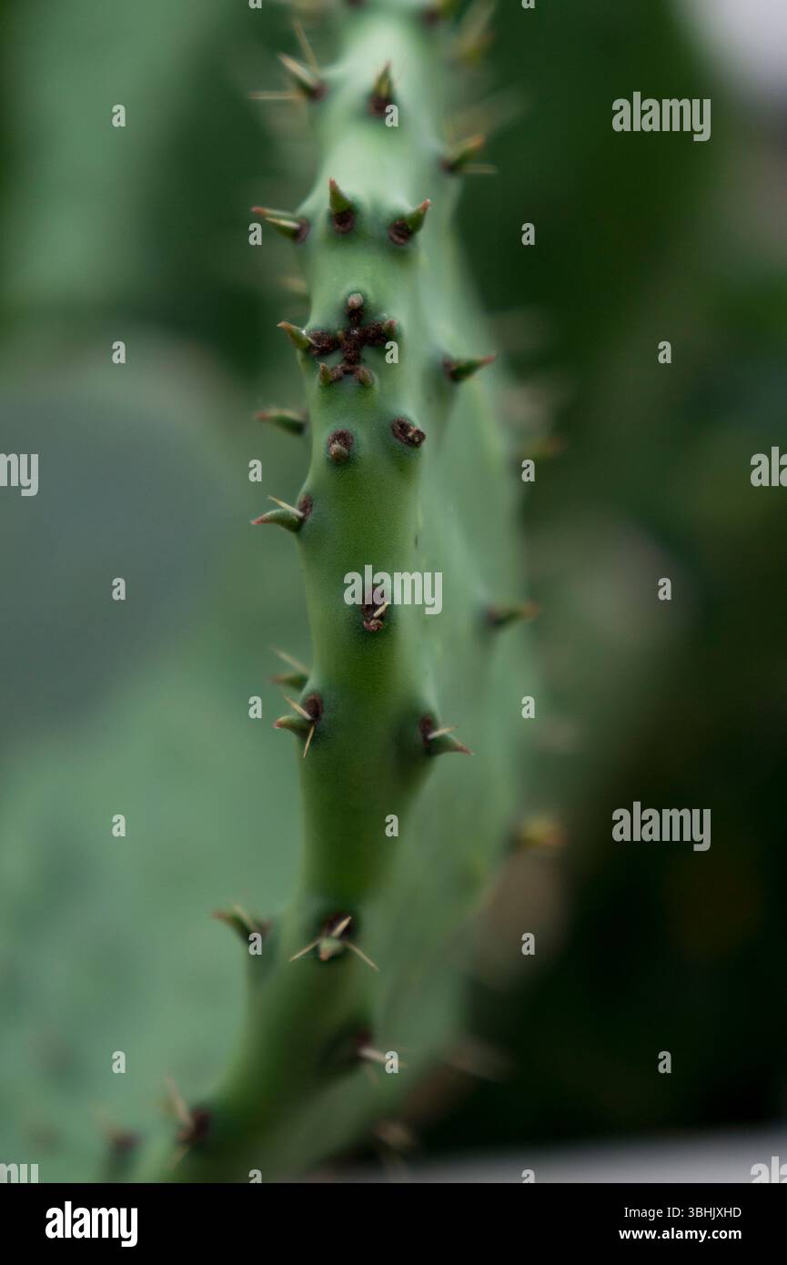 Macro close-up of a cactus pad with sharp spines and green texture Stock Photo