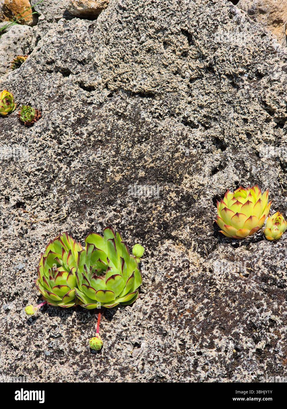 Succulents on rocks. small succulents that form a unique landscape. evergreen flowers. - Smartphone Captured Stock Image