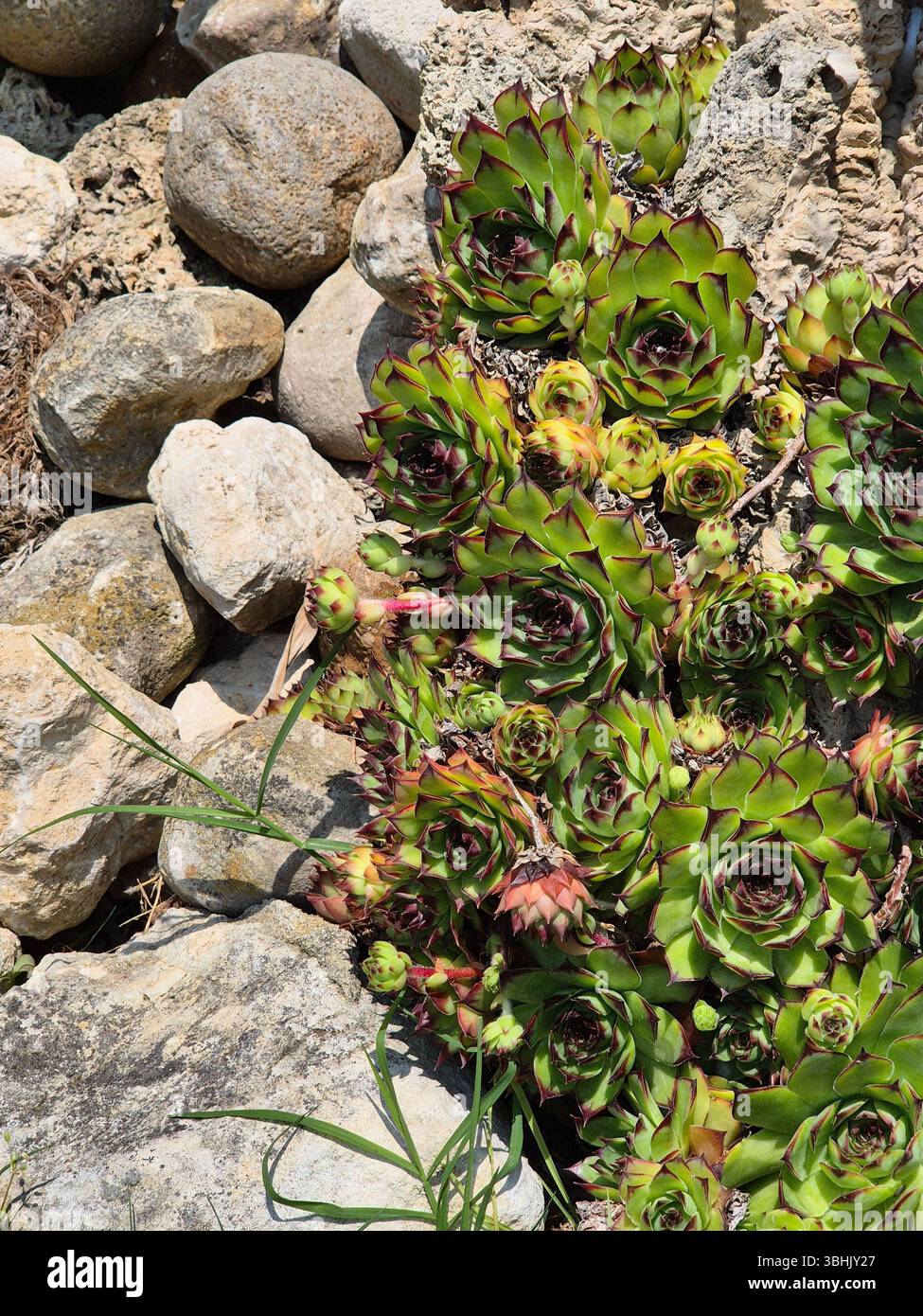Succulents on rocks. small succulents that form a unique landscape. evergreen flowers. - Smartphone Captured Stock Image
