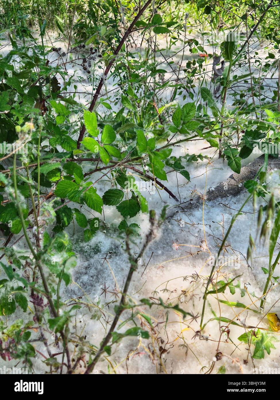 Green bushes are covered with poplar fluff. poplar fluff. allergy to poplar fluff - Smartphone Captured Stock Image