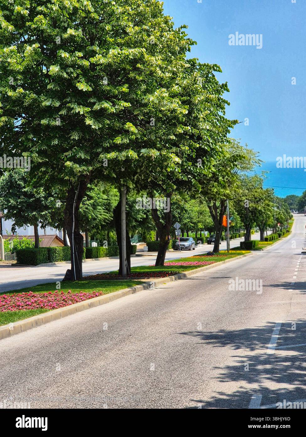 Alley, roadside road lined with deciduous trees. road leads to the sea. summer day - Smartphone Captured Stock Image
