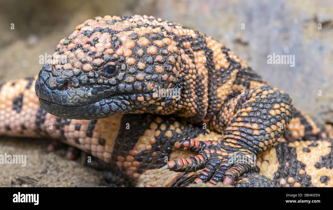 Rio fuerte beaded lizard hi-res stock photography and images - Alamy
