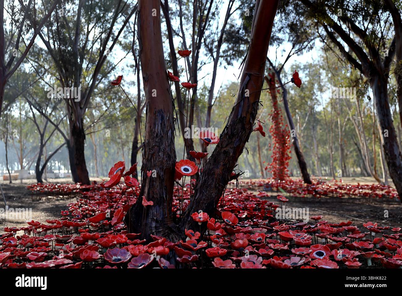 Carpet of wild poppies and anemones carpets the Re’im Forest October 7 Memorial site in Israel, nestled beneath pine trees as a vibrant tribute Stock Photo