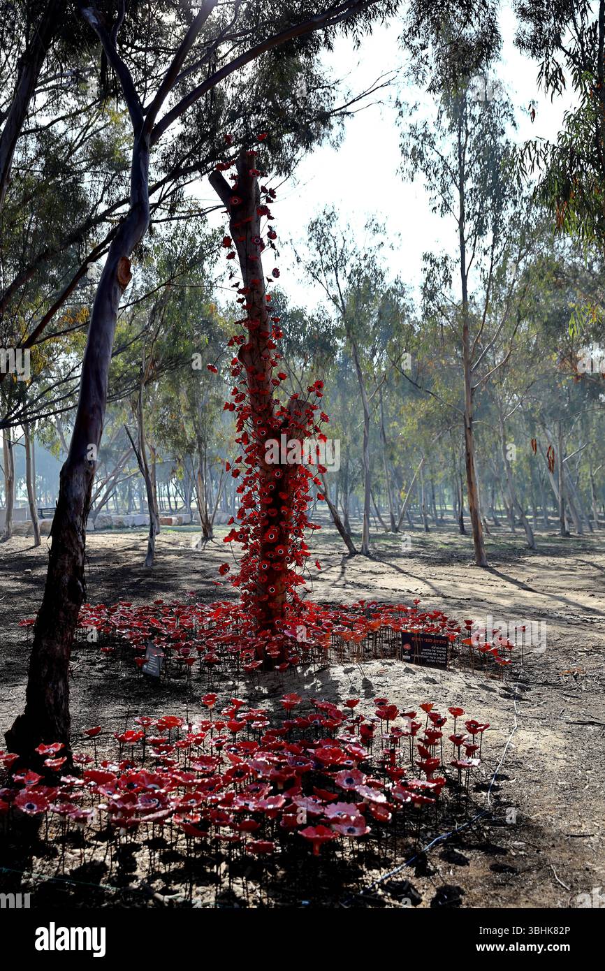 Red ceramic poppies cascade down a weathered eucalyptus trunk at the Re’im Forest October 7 Memorial site, bathed in dappled light and remembrance. Stock Photo