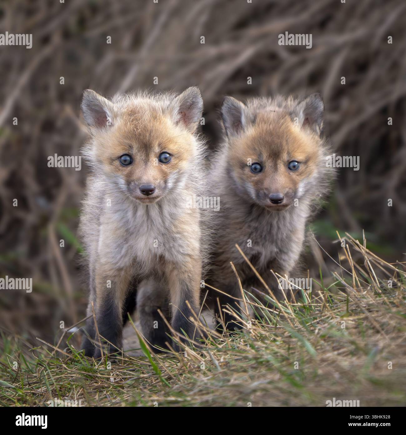 Red fox kits Stock Photo