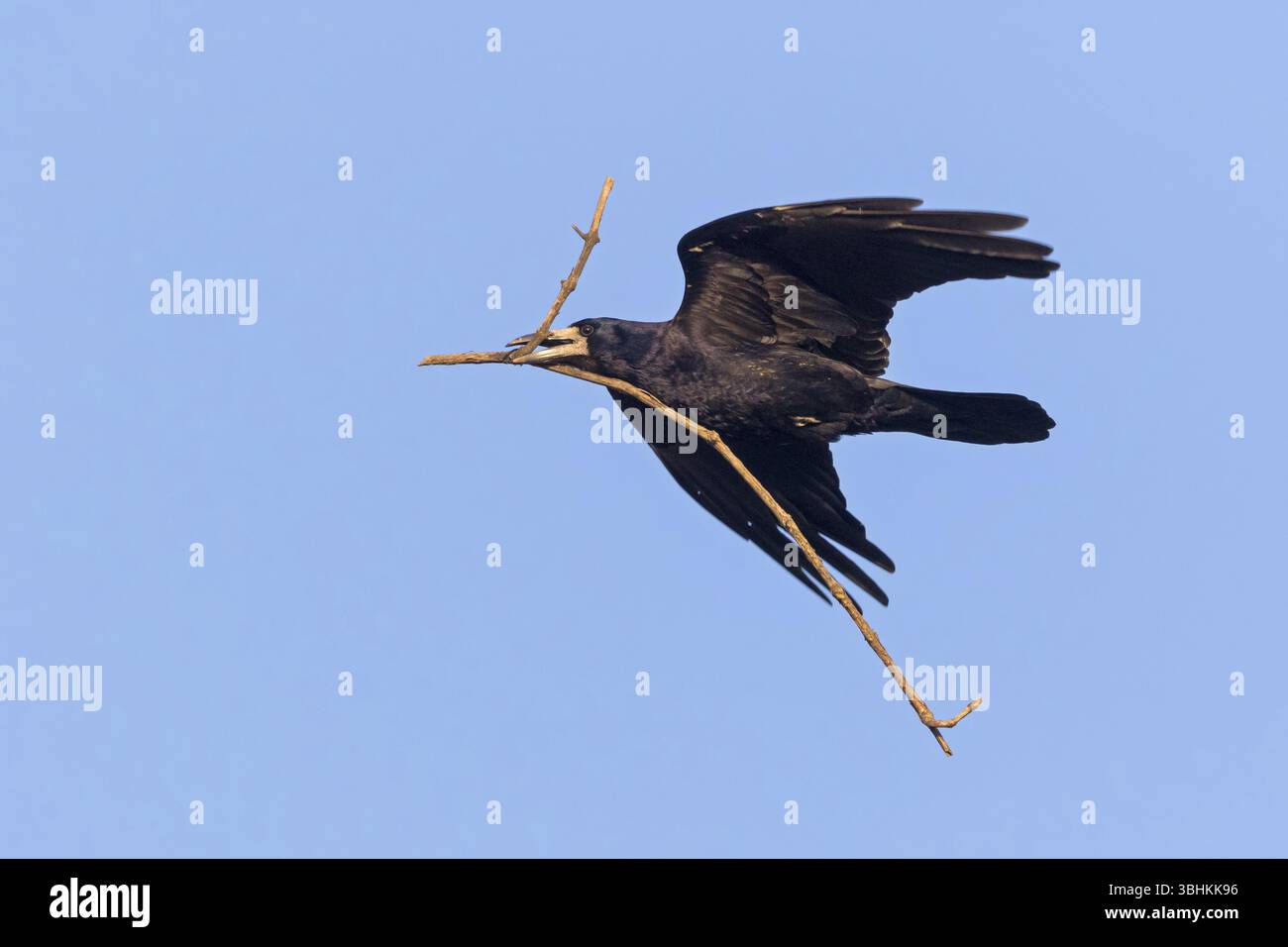 Rook, (Corvus frugilegus), animals, birds, crows, family of corvids ...