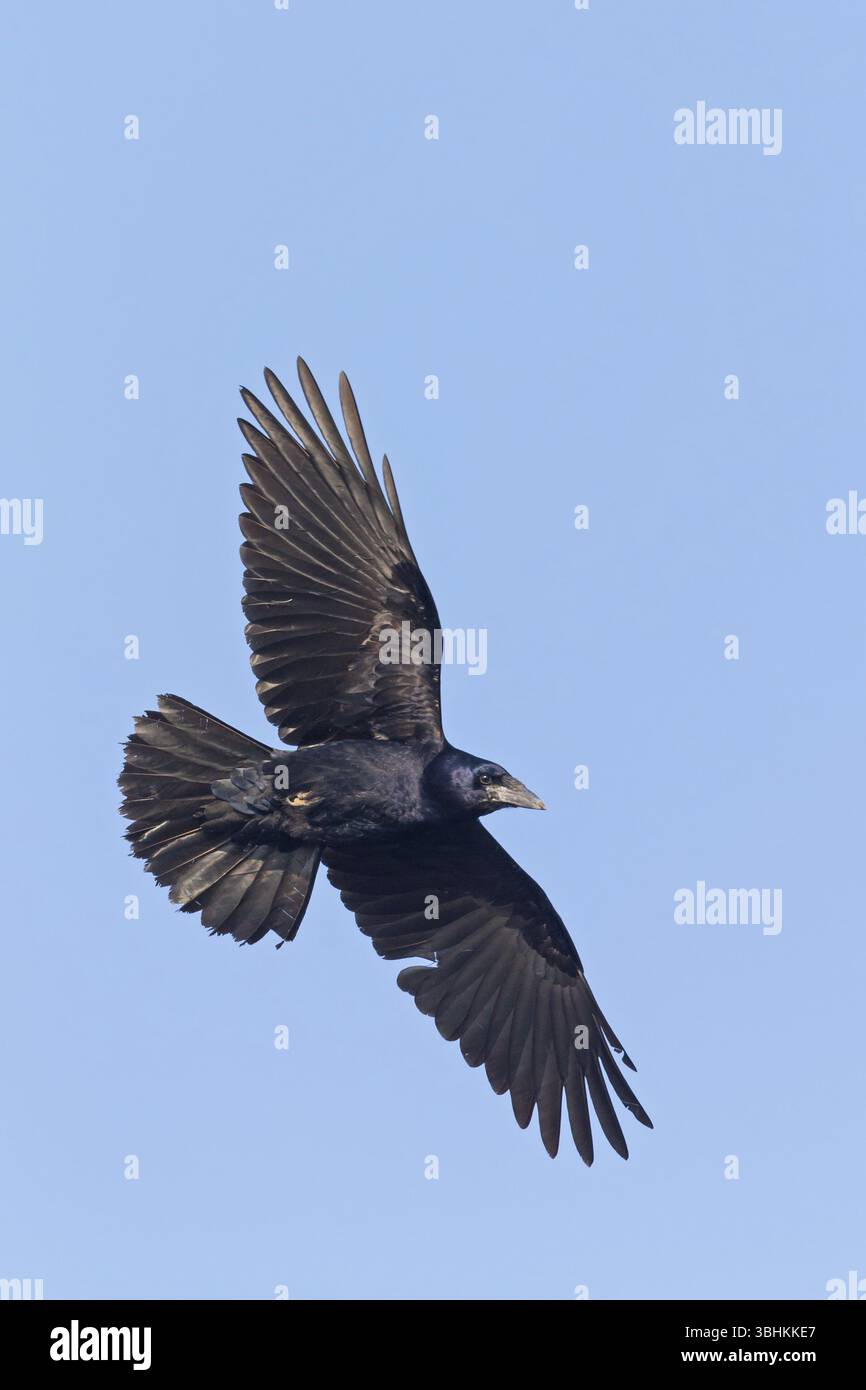 Rook, (Corvus frugilegus), animals, birds, crows, raven family, flight ...