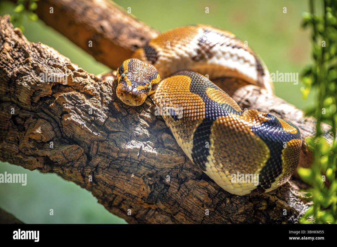 A royal python (Python regius) resting on a branch, Oberhof, Thuringia, Germany, Europe Stock Photo