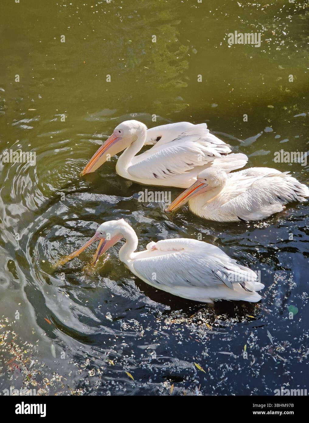 Group of pelicans resting by the lake. Birds with large, curved beaks and white plumage contrast beautifully against the rippling water surface - Smartphone Captured Stock Image