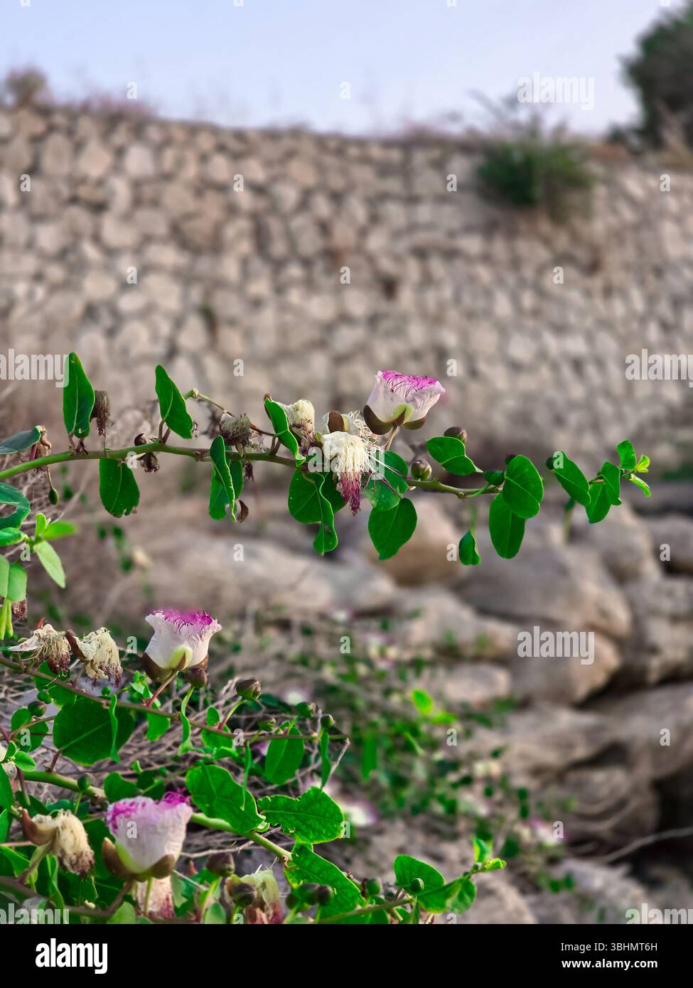 Caper bush with flower. Capparis spinosa - Smartphone Captured Stock Image