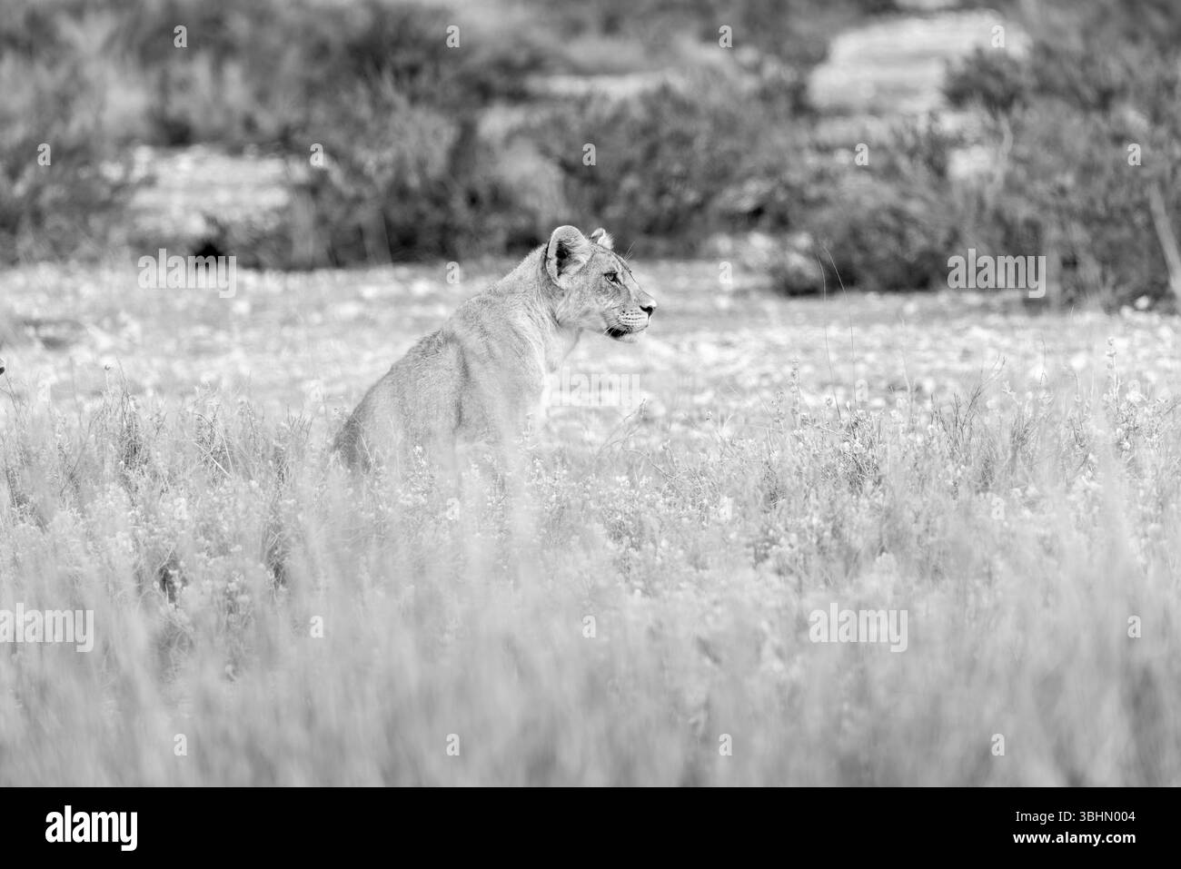 Lions nationalpark Black and White Stock Photos & Images - Alamy