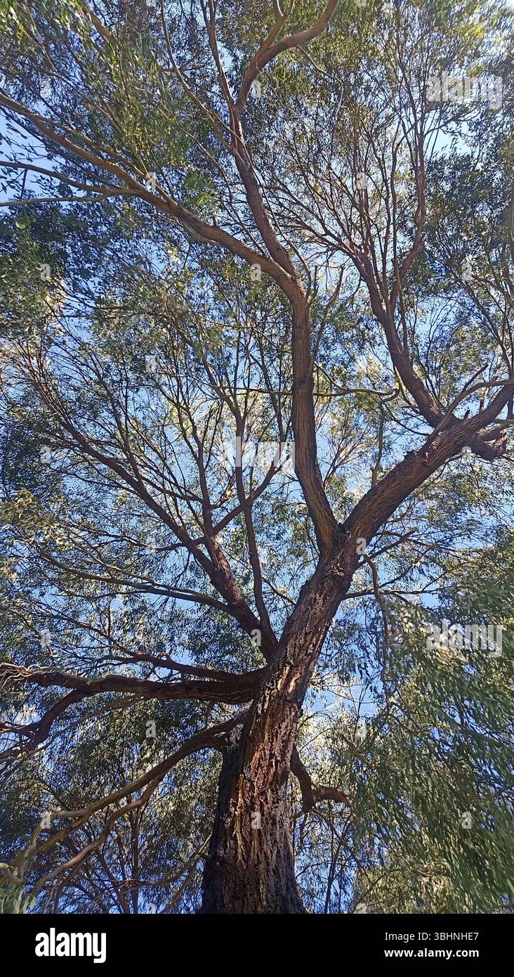 Amazing art patterns of trees - Smartphone Captured Stock Image