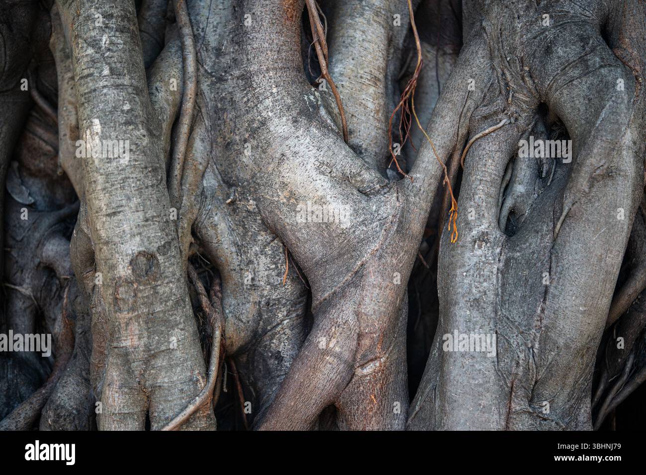 Closeup of large intertwined roots of an ancient tropical banyan tree ...