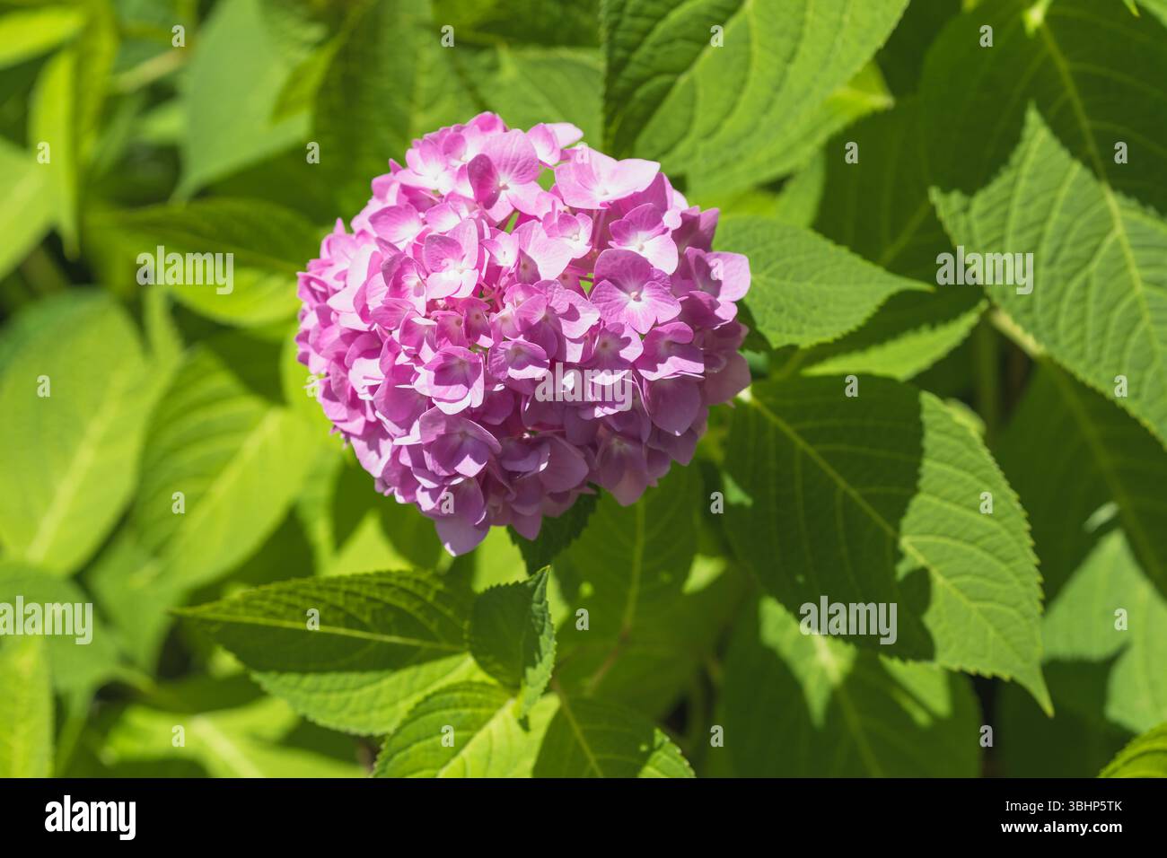 Hydrangea Blooms Amidst Greenery Stock Photo