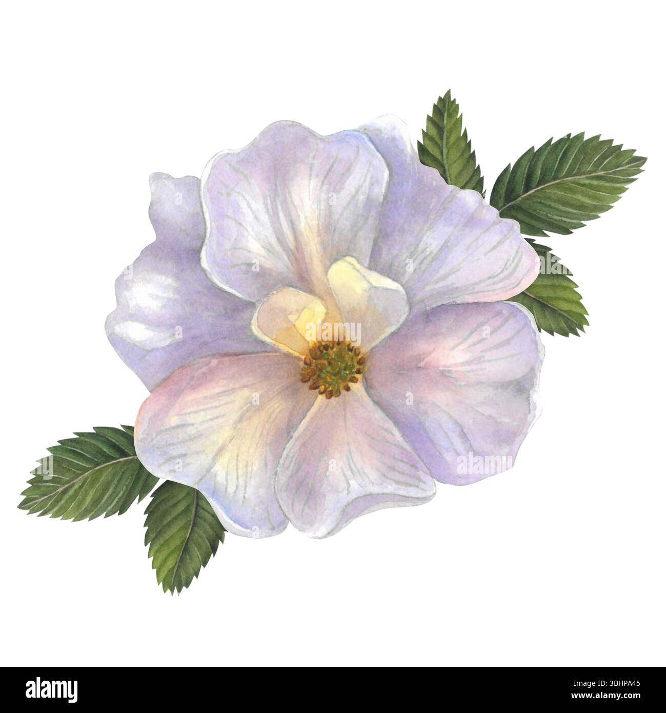 Rosehip rose with leaves watercolor illustration isolated on white ...