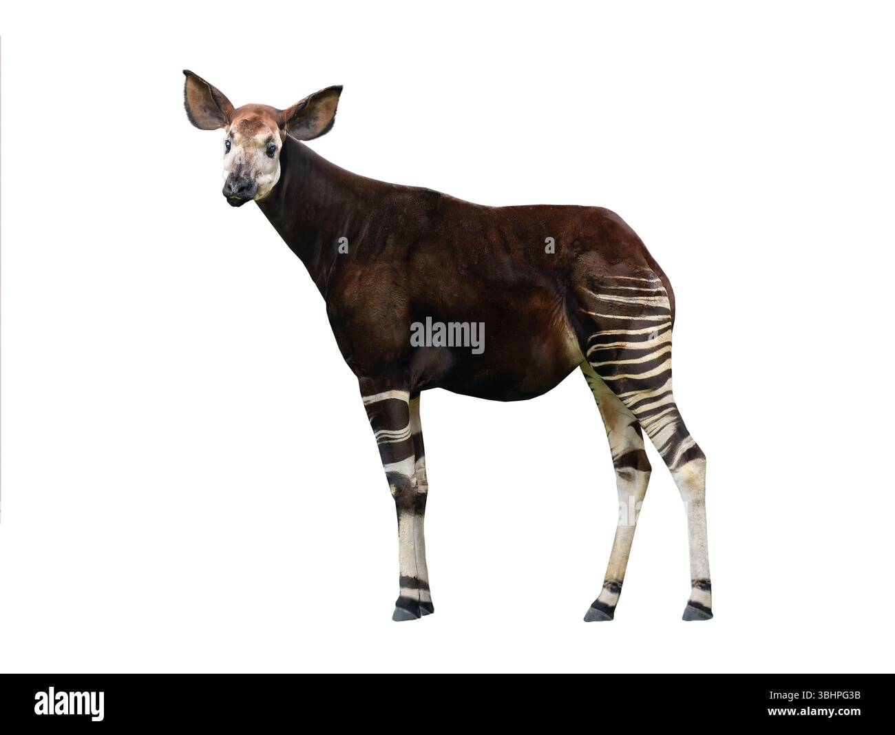 Okapi isolated on white background Stock Photo